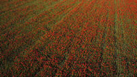 Luftbild Roter Mohn Feld Halbtotale